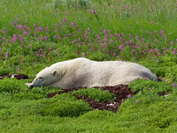 sleeping polar bear on Tundra Buggy Adventure