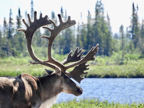 caribou in Churchill Manitoba