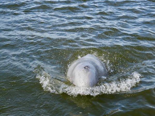 beluga whale in Churchill