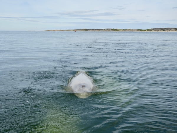 beluga whale tour in Churchill