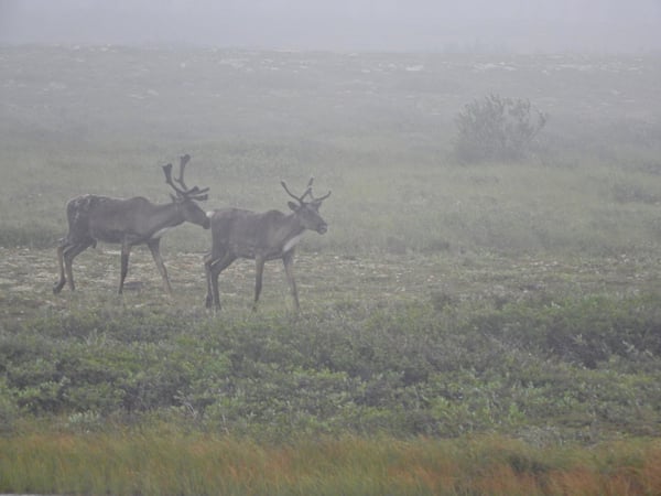 two caribou Churchill Wildlife Management Area