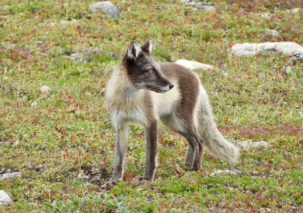 arctic fox in summer