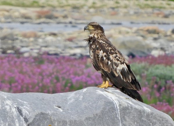 eagle seen by Tundra Buggy fireweed