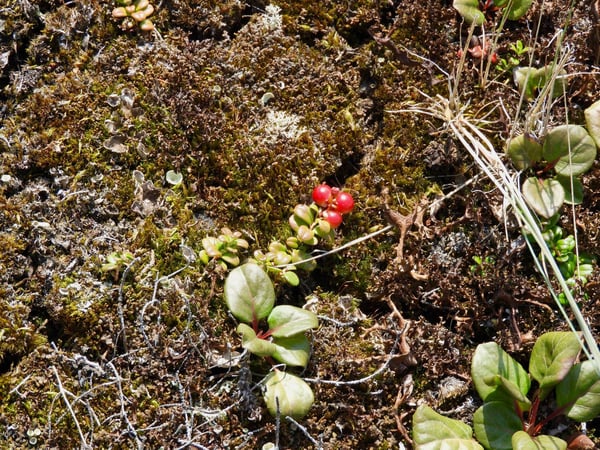 Churchill tundra berries berry