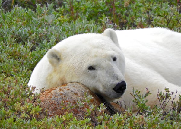 summer polar bear Churchill Manitoba Canada Tundra Buggy