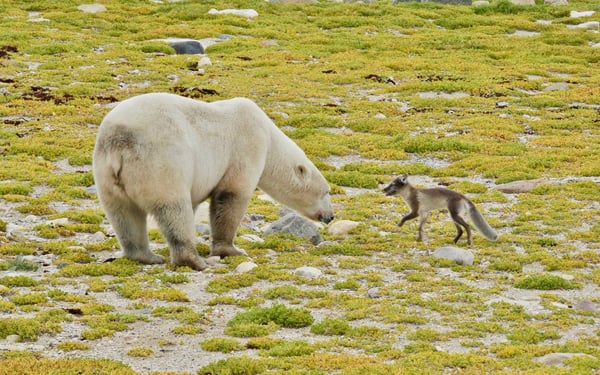 arctic fox and polar bear