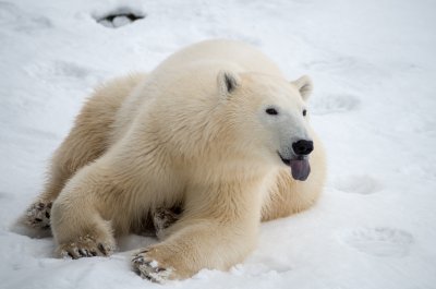 A polar bear sticking its tounge out