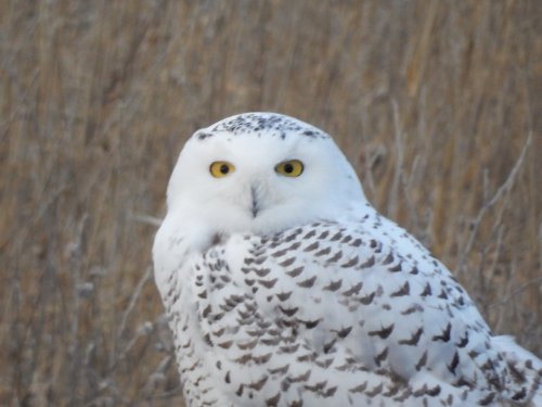 Snowy Owl staring down the camera.