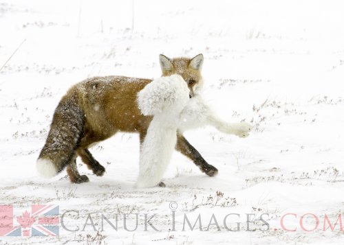 Photo of a Red fox eating an Arctic Fox by Simon Gee.