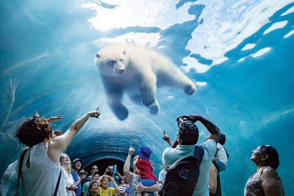 Zoo visitors inside a glass enclosure take photos of a polar bear as it swims overhead.