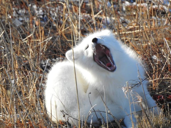 Frontiers North wildlife count