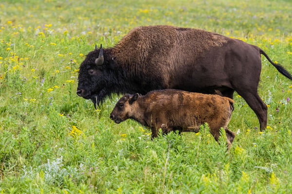 Two bison walk through prairie grass