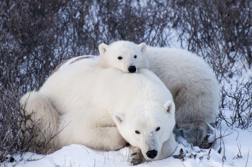 Mom and cub in the willows in Churchill, Manitoba