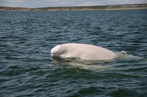 Beluga whale poking out of water on Hudson Bay
