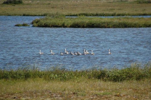 Snow goose in the water.