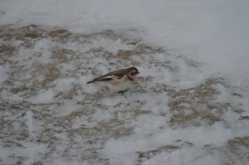 A tiny snow bunting bird.