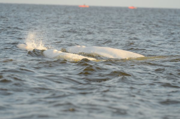 Two beluga whales swimming in Hudson Bay