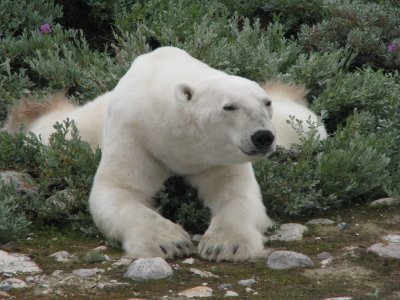 A thin looking polar bear relaxing in the willows during the summer