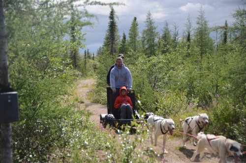 Guests ride on a wheeled dog sled during the summer