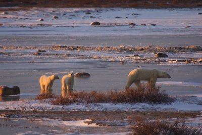 A female bear and her two cubs trek across the ice near shore.