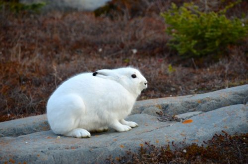 An Arctic hare pretending to be camouflaged. 