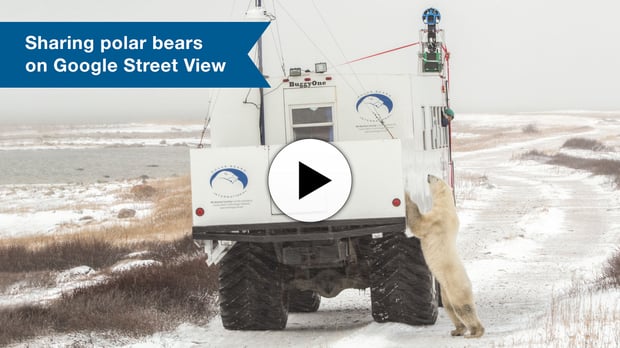 Video about polar bears on Google Street View