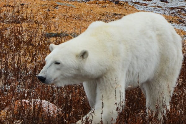 Polar bear in the willows in Churchill, Manitoba.