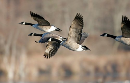 Four Canadian geese in flight. 