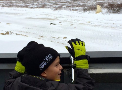 A boy watches a polar bear in the willows on the back deck of a Tundra Buggy&reg;