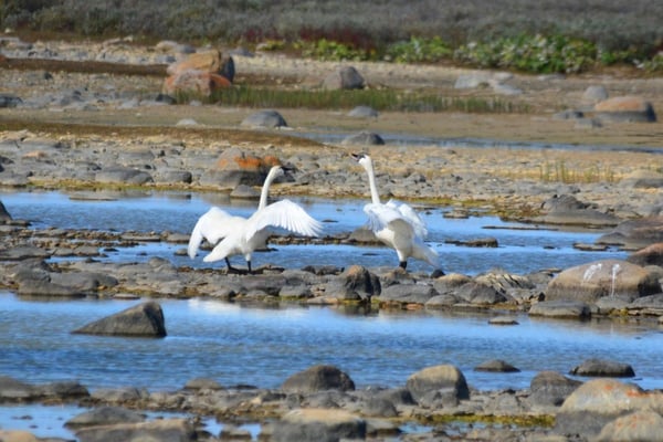 Two Tundra Swans on the tundra. 