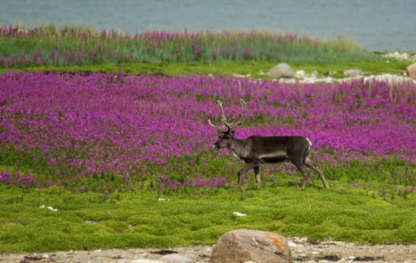 A caribou in pink fireweed on the tundra.