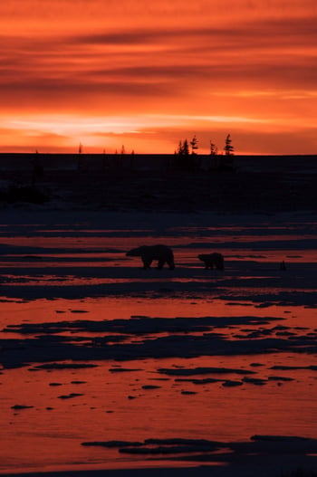 Mom and cub under a Churchill sunset