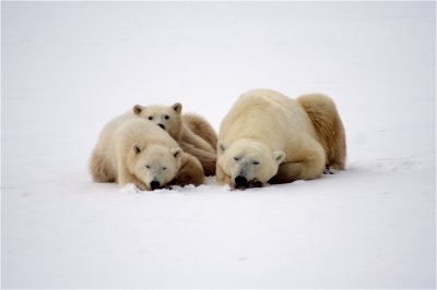 A family of polar bears sleeps in the snow.