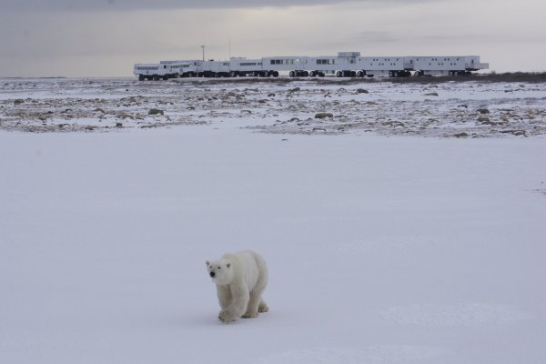 A polar bear walks towards the camera while the Tundra Buggy&reg; Lodge sits on the horizon behind.