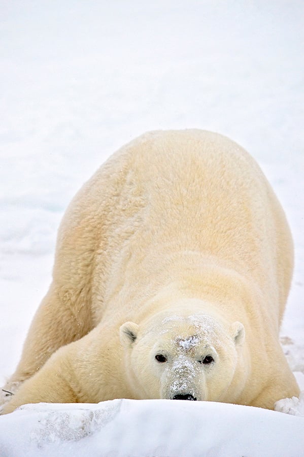 Polar bear peaking over the edge of snow in Wapusk National Park.