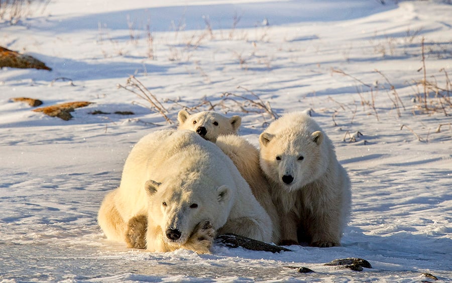 A mom and cubs taking a rest in Wapusk National Park, Manitoba.