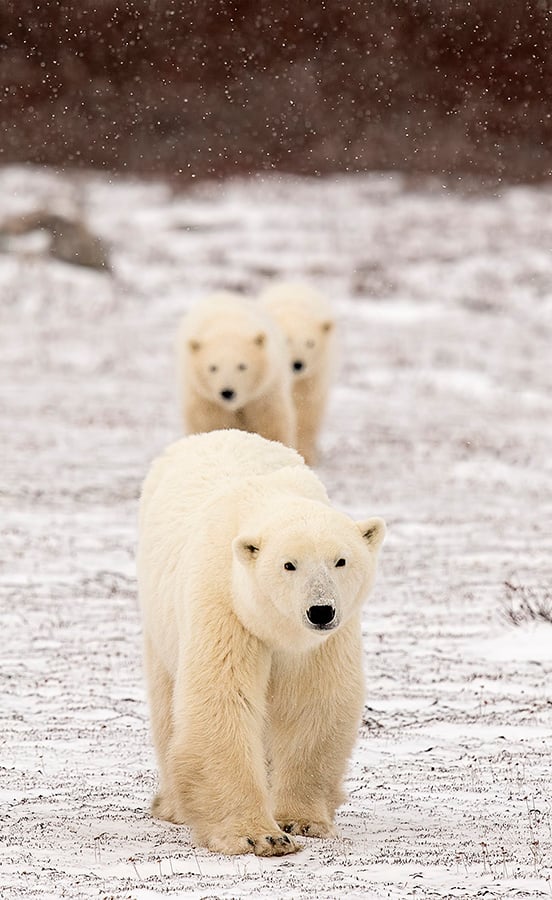 A mom leading her cubs over the tundra in Wapusk National Park.