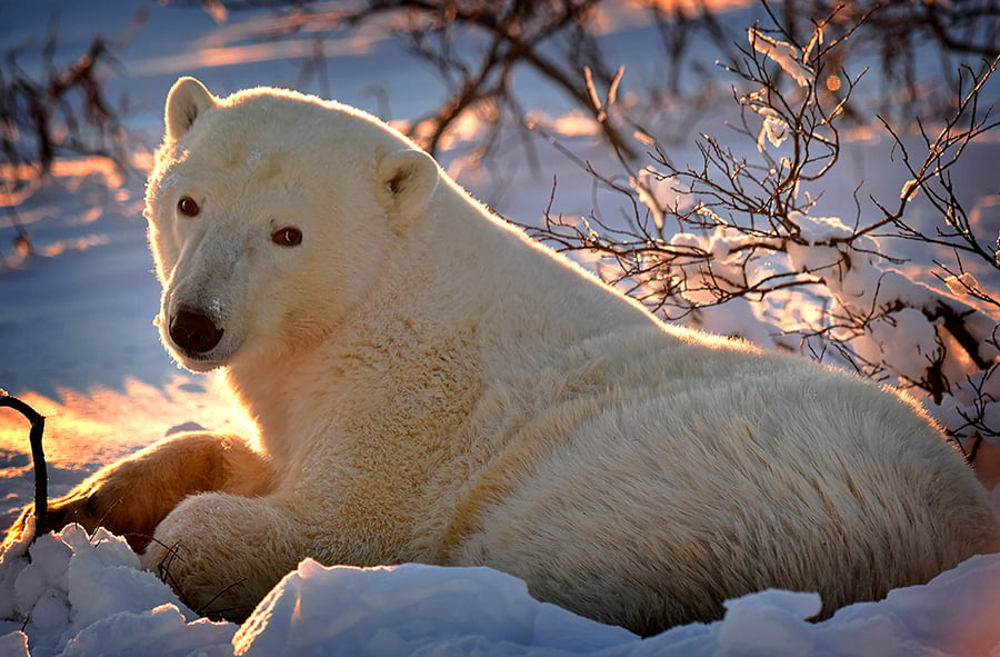 A polar bear in the sun in Wapusk National Park, Manitoba.