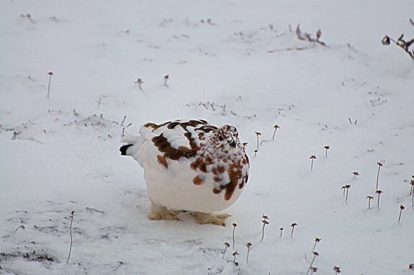 Willow Ptarmigan in the snow.