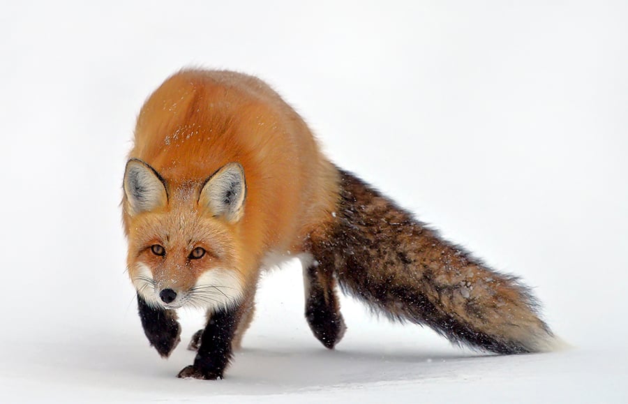 A sly red fox creeping over the tundra in Churchill, Manitoba.