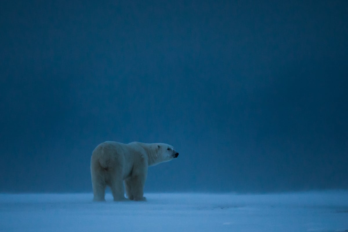 Polar bear in Wapusk