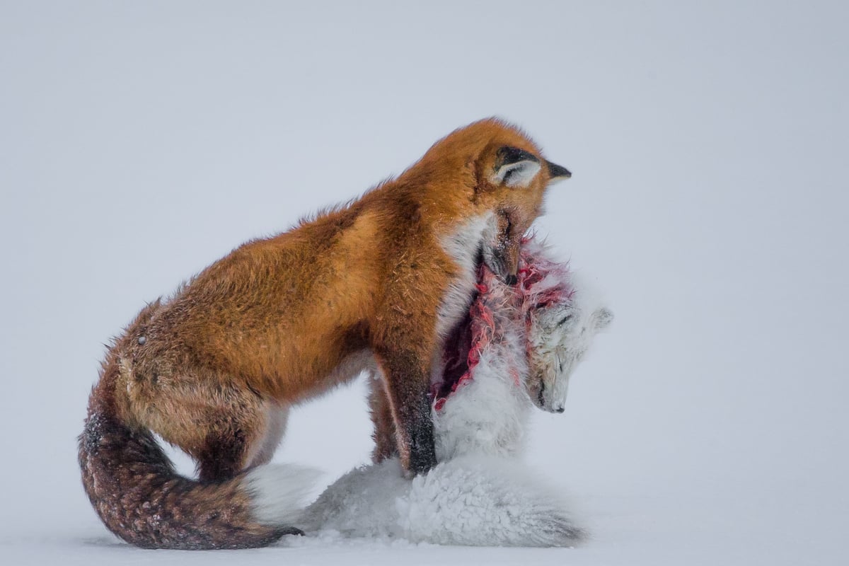 A Red fox eating an Arctic fox.