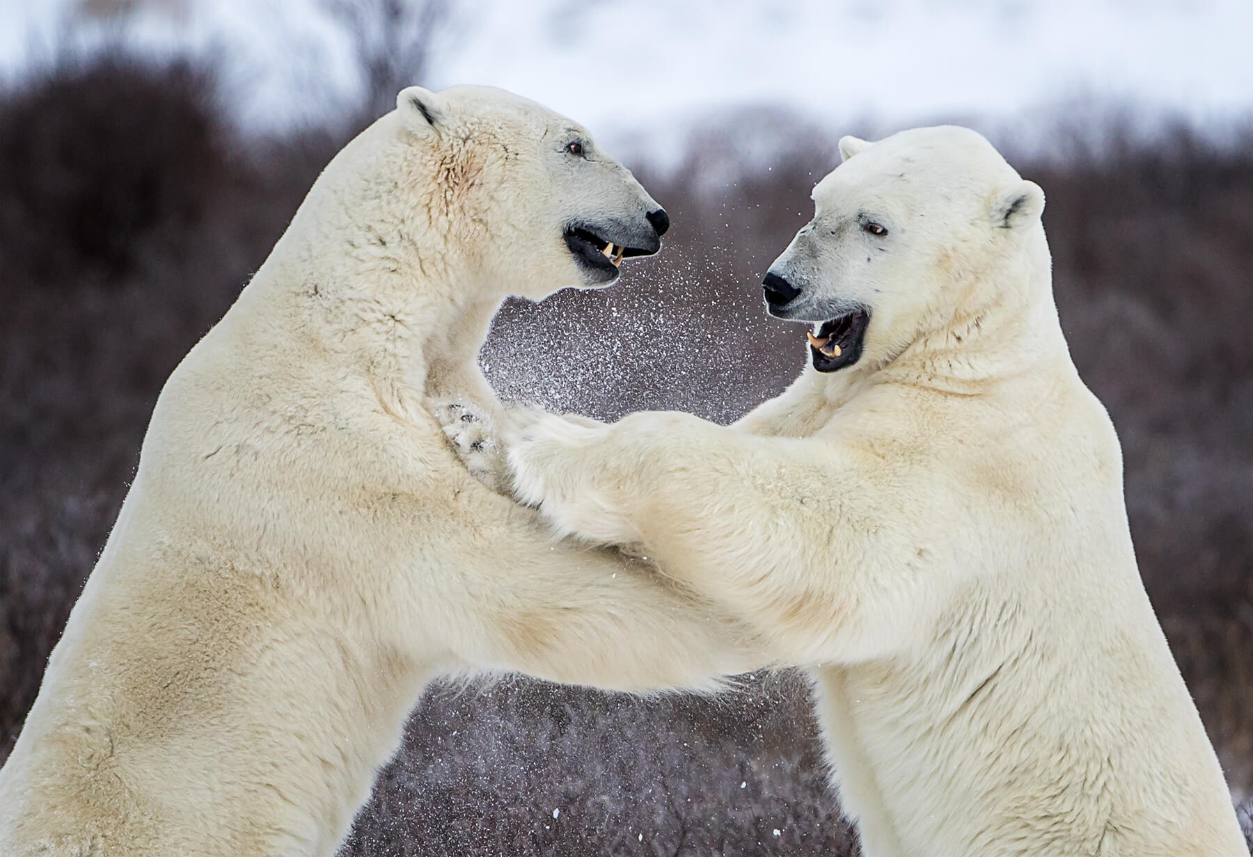 Two polar bears sparring in Churchill, Canada