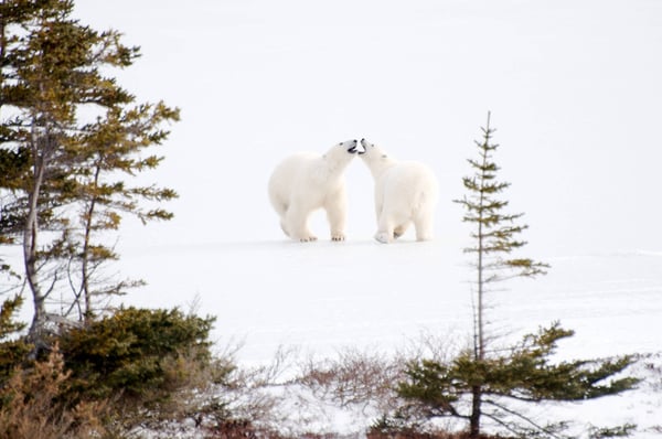 Two polar bears socializing in Churchill, Canada