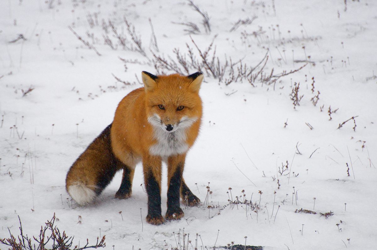 Wildlife of Churchill: Autumn