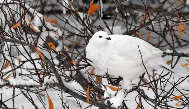 Willow Ptarmigan perched on a bush in Churchill, Manitoba, Canada