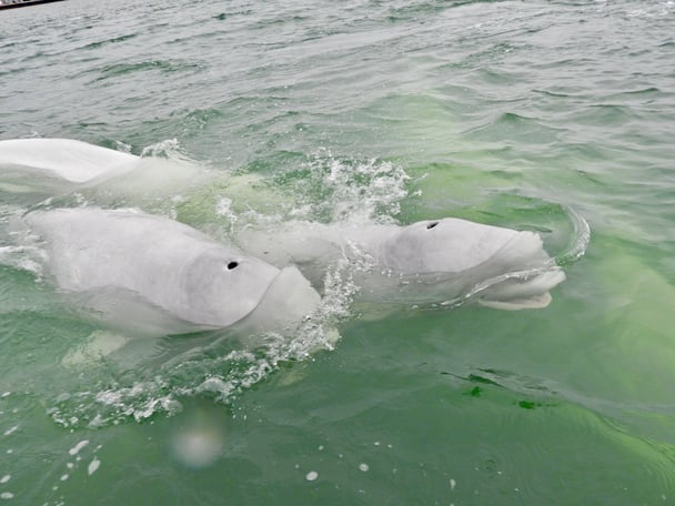 Jim_Baldwin_2018_40321251_10156475948710449_6189465546220634112_o Beluga Whales in Churchill