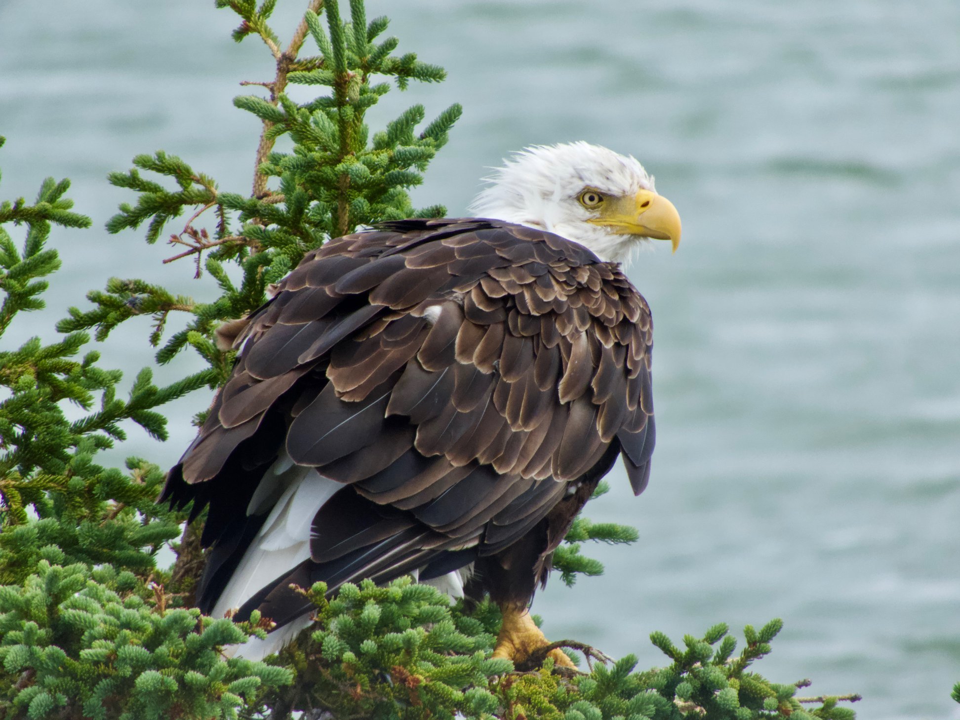 Bald Eagle overlooking the Hudson Bay in Churchill, Canada