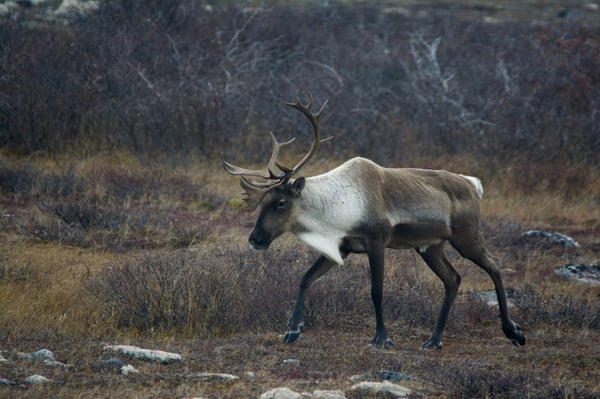 A lone caribou in the Churchill Wildlife Management Area in Churchill, Manitoba