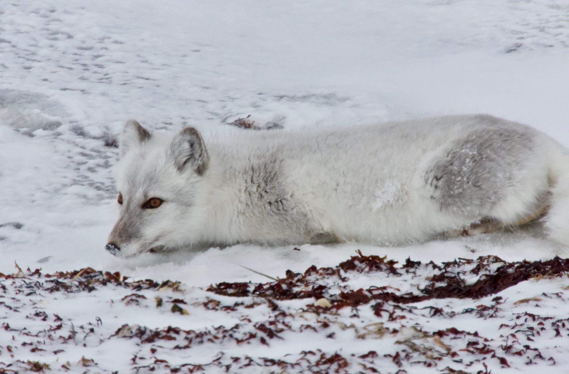 Arctic Fox in Churchill, Manitoba, Canada